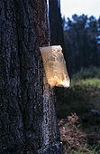 Maritime pine (Pinus pinaster), resin extraction with plastic bags. Resin is usually collected by causing minor damage to the tree by making a hole far enough into the trunk to puncture the vacuoles, to let sap exit the tree, known as tapping, and then letting the tree repair its damage by filling the wound with resin. This usually takes a few days. Then, excess resin is collected.Turpentine is the volatile oil distilled from pine resin, which itself is obtained by tapping trees of the genus Pinus. The solid material left behind after distillation is known as rosin. Both products are used in a wide variety of applications. Traditionally, turpentine has been employed as a solvent or cleaning agent for paints and varnishes and this is still often the case today, particularly in those countries where the pine trees are tapped. There are also some specialized uses, in the pharmaceutical industry, for example. Portugal accounts for the greater part of world trade in gum turpentine but volumes have decreased in recent years as a result of falling resin production.The pine resin is antimicrobial and works to protect the plant from disease. Those same components can help to fight bacteria and fungus on our bodies, as well. Portugal