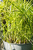 Cyperus papyrus 'Nanus'