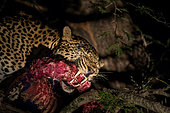Leopard (Panthera pardus) eating his prey on a tree by night, Sabi Sand, South Africa