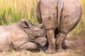 White Rhinoceros (Ceratotherium simum), Young rhinoceros sucking his mother. Sabi Sand, South Africa