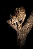 Léopard (Panthera pardus) dans un arbre la nuit. Sabi Sand, Afrique du Sud.