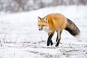 Red fox (Vulpes vulpes) walking in the toundra, Churchill, MB, Canada.