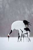 Japanese crane (Grus japonensis) in the snow, Hokkaido, Japan.