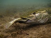 Pike or Northern Pike (Esox lucius) feeding on another pike at the bottom of a lake, Helenesee Lake, Frankfurt Oder, Brandenburg, Germany, Europe