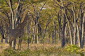 Rhodesian giraffe (Giraffa camelopardalis thornicrofti) stands between trees, tree savannah, South Luangwa National Park, Zambia, Africa