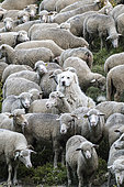 Pyrenean Mountain Dog and flock of sheep in an alpine pasture, Queyras Regional Nature Park, Alps, France