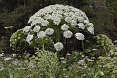 Downy Cow-Parsnip (Heracleum trachyloma) flwers, Armenia