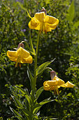Lily (Lilium armenum) flowers, Armenia