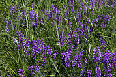 Alfalfa (Medicago coerulea) flowers, Armenia