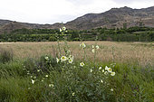 Alcée (Alcea tabriziana) en fleurs, Arménie.
