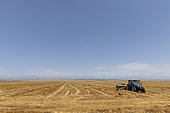 Wheat growing in eastern Georgia.