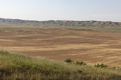 Grain plain in eastern Georgia.