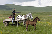 Young peasants in a cart pulled by a hitched mare and her foal, Caucasus, Georgia.