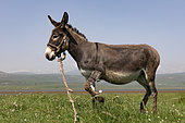 Donkey in the meadow, Georgia.