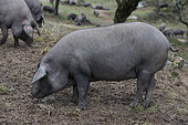 Pigs "Pata negra" in an oak grove. Spain