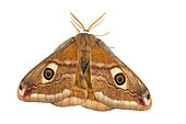 Small emperor moth (Saturnia pavoniella) on white background, Provence, France