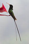 Red-billed Streamertail (Trochilus polytmus) on a feeder, Jamaica