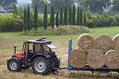 Collection of hay bales, Provence, France