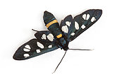 Ragusa's nine-spotted moth (Amata marjana) on white background, Macuègne, Haute Provence, France
