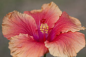 Hibiscus flower (Hibiscus sp), Brazil.