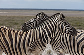 Grant's zebra (Equus quagga boehmi) grooming, Etosha NP, Namibia