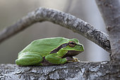 Tree frog (Hyla arborea), Peloponnese, Greece.