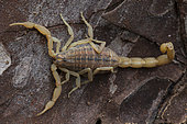 Mediterranean checkered scorpion (Mesobuthus gibbosus), Peloponnese, Greece.