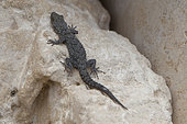Kotschy's gecko (Cyrtodactylus kotschyi) on rock, Peloponnese, Greece.