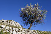 Almond tree (Prunus dulcis) in bloom and old wall, Peloponnese, Greece.