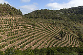 Coffee plantation, Espiritu Santo, Brazil.