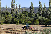 Putting the cut grass in row, Provence, France
