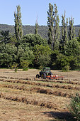 Putting the cut grass in row, Provence, France