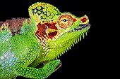 Mount Elgon chameleon (Trioceros hoehnelii altaeelgonis)