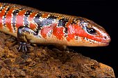 Hinkel’s red-flanked skink (Lepidothyris hinkeli hinkeli)