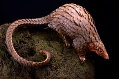 Tree pangolin (Phataginus tricuspis)