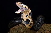 Portrait of Forest cobra (Naja melanoleuca) on black background