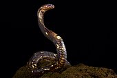 Egyptian cobra (Naja haje)
