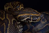 Central African rock python (Python sebae)