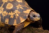Bell's Hinged tortoise (Kinixys belliana)