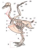 A stylised bird skeleton 1. Skull, 2. Cervical vertebrae, 3. Furcula, 4. Coracoid, 5. Uncinate process, 6. Keel, 7. Patella, 8. Tarsometatarsus, 9. Digits, 10. Tibiotarsus (10 and 11), 11. Tibiotarsus (10 and 11), 12. Femur, 13. Pubis (innominate bone), 14. Ischium (innominate bone), 15. Illium (innominate bone), 16. Caudal vertebrae, 17. Pygostyle, 18. Synsacrum, 19. Scapula, 20. Lumbar vertebrae, 21. Humerus, 22. Ulna, 23. Radius, 24. Carpus, 25. Metacarpus, 26. Digits, 27. Alula.