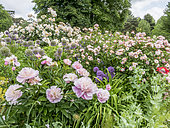 Paeonia lactiflora 'Opal Hamilton' , Rosa 'Penelope', Allium aflatunense