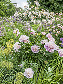 Paeonia lactiflora 'Opal Hamilton' , Rosa 'Penelope', Allium aflatunense