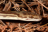Stimson's Python (Antaresia stimsoni), Barradale Rest Area, WA, Australia