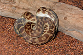 Stimson's Python (Antaresia stimsoni), Coalseam Conservation Park, WA, Australia