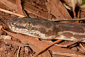 Stimson's Python (Antaresia stimsoni), Karijini National Park, WA, Australia