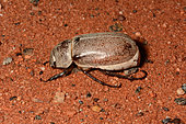 Christmas Beetle (Anoplognathus pallidicollis), Barradale Rest Area, WA, Australia