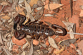 Inland robust scorpion (Urodacus yaschenkoi), Kings Canyon, NT, Australia