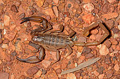 Inland robust scorpion (Urodacus yaschenkoi), Kings Canyon, NT, Australia