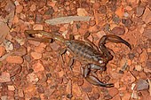 Inland robust scorpion (Urodacus yaschenkoi), Kings Canyon, NT, Australia