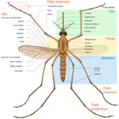 Diagram showing the anatomy of a mosquito (Culex pipiens).